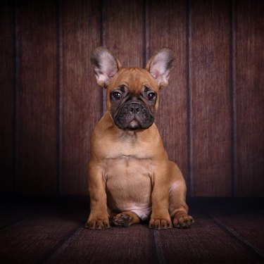 chubby french bulldog