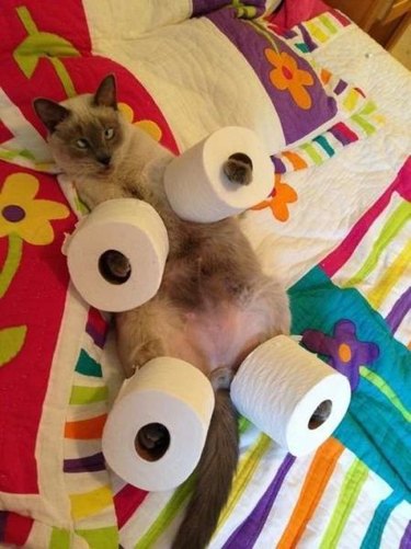 cat wearing rolls on toilet paper on paws