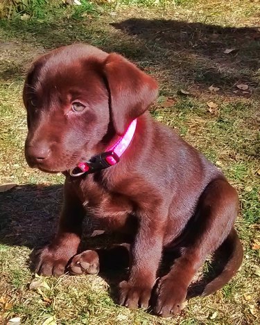 cute puppy with big belly