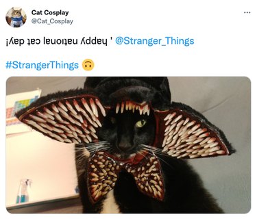 cat cosplaying at the demogorgon from Stranger Things