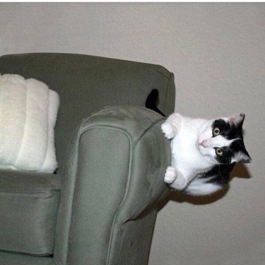 cat clinging to side of chair