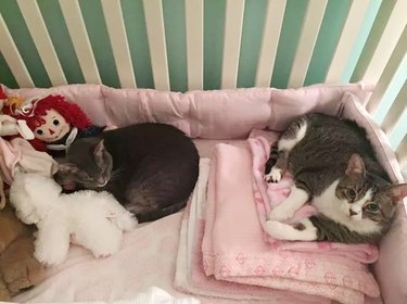 cats occupy baby's crib