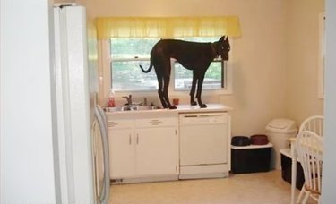 Great Dane stands on a kitchen counter.