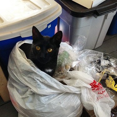 Cat in Trash