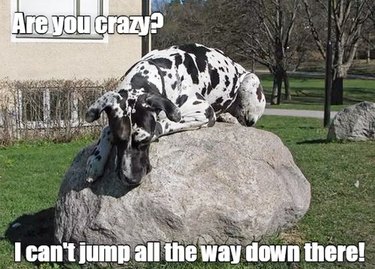 big dog scared of small jump