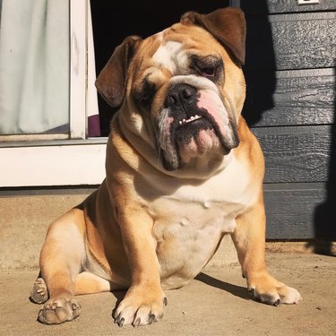 chubby bulldog puppy