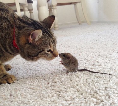 Cat making friends with rodent