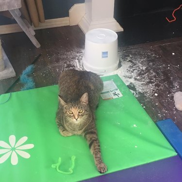 cat makes a giant mess