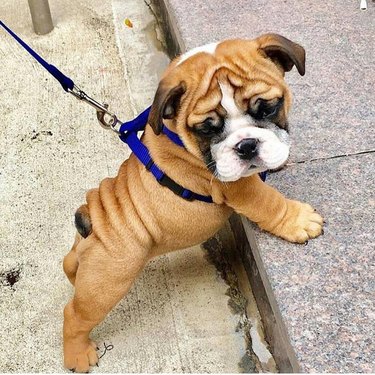 chubby puppy on a leash