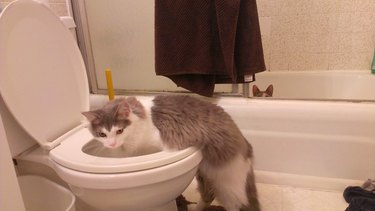 cat drinks from toilet