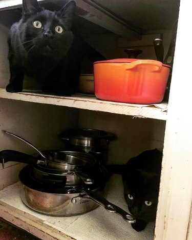 cat hiding behind pots and pans