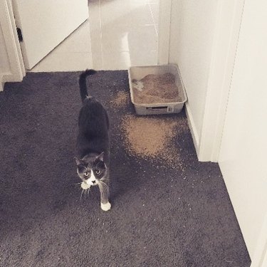 cat makes mess of litter box