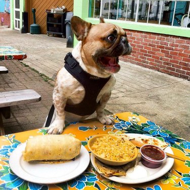 chubby puppy eating tacos