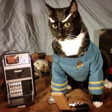 cat cosplay of Spock from Star Trek