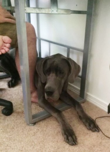 great dane scared of vacuum cleaner