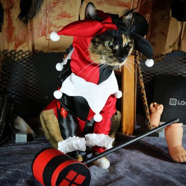 cat cosplaying at Harley Quinn