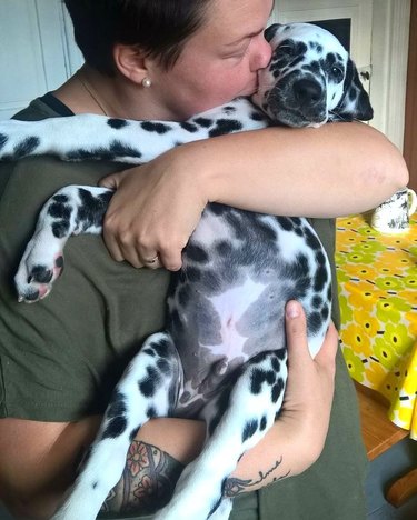 chubby dalmatian puppy belly