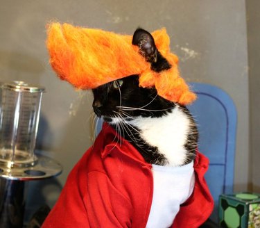 cat cosplay Fry from Futurama