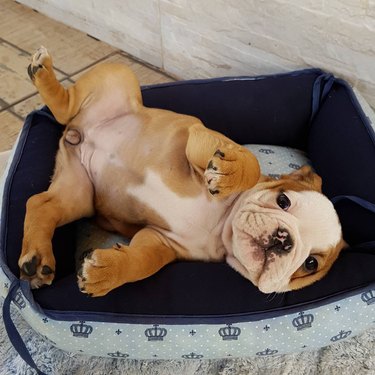 chubby puppy belly