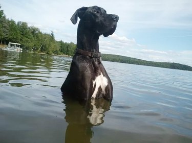 great dane is afraid of sharks