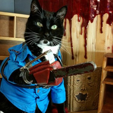 cat cosplay of Ash from Evil Dead