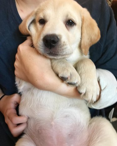 chubby puppy on person's lap