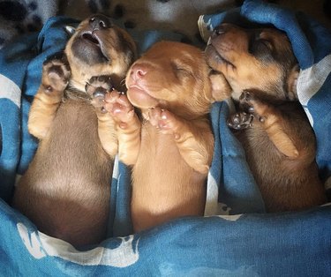 chubby puppies sleeping in bed