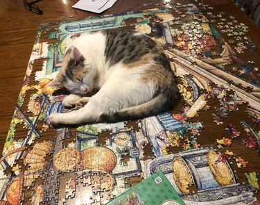 cat sleeps on unfinished puzzle