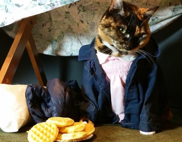 cat cosplaying at Eleven from Stranger Things