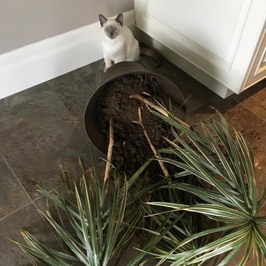 cat knocks over plant