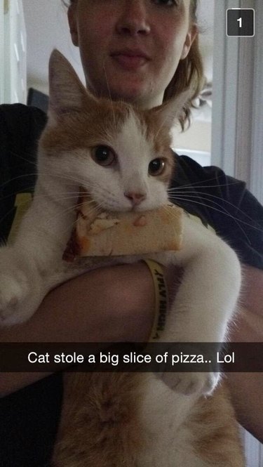 cat steals slice of pizza