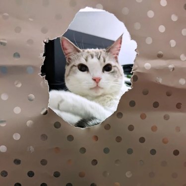 White and gray cat staring through hole in metallic polka dot wrapping paper.