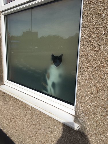 hole in window glazing for cat to look out