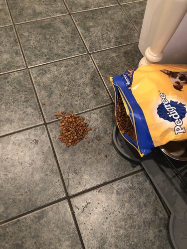dog helps man clean up spilled food instead of eating it