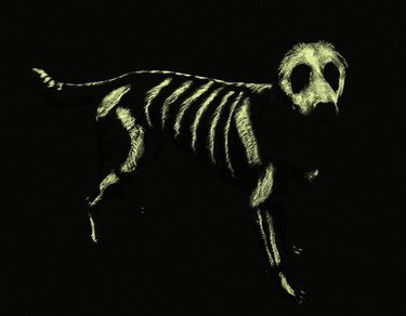 Spooky glow-in-the-dark skeleton painted dog