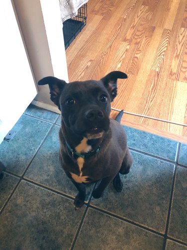 dog helps man clean up spilled food instead of eating it