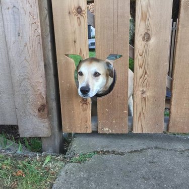 dog pokes head out opening in fence