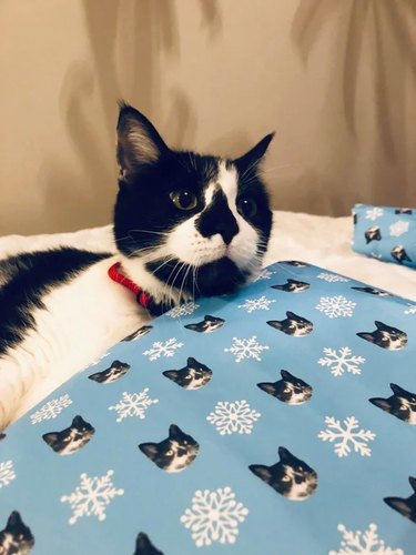 Black and white cat poses next to wrapping paper that features face of same cat.