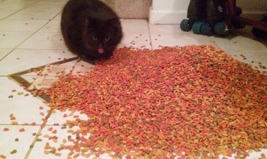 Cat eating cat food that spilled on the floor