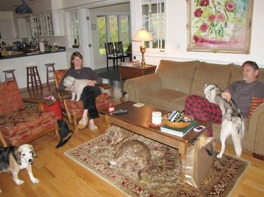 Family photo with a man, woman, three dogs, and a dog blending in with the carpet.