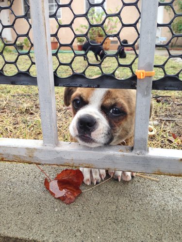 Dog from behind fence with a leaf.
