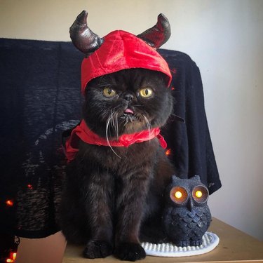 cat dressed as the devil