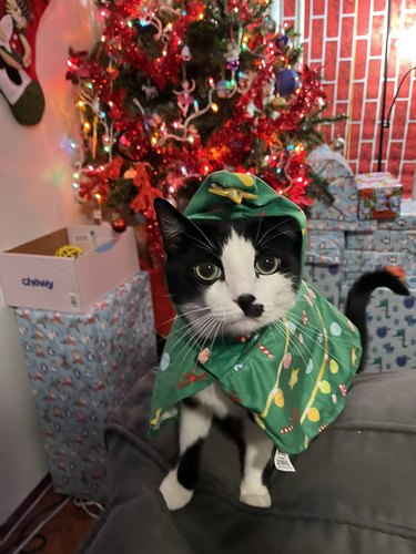 cat dressed as christmas tree