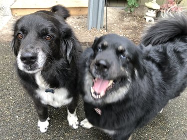 one dog smiling, one dog serious