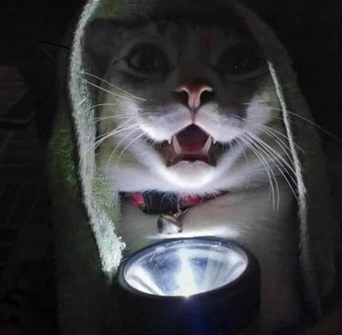 cat tells scary ghost story