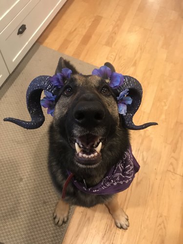 dog dressed as demon