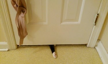 cat tries to follow human into bathroom