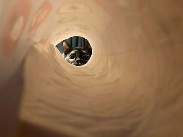 Cat staring down tube of wrapping paper.