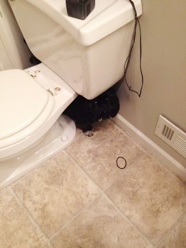 Black dog hiding behind toilet.