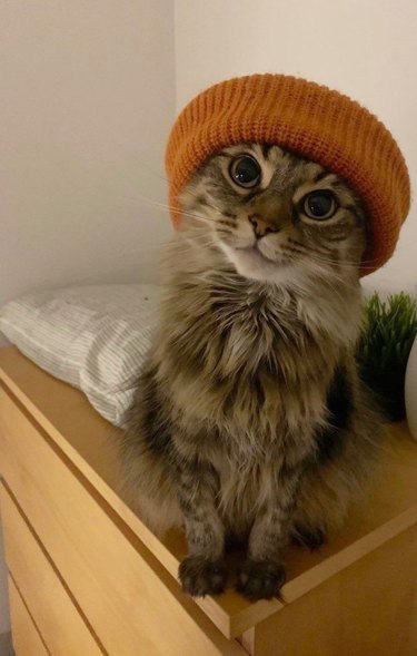 cat in beanie hat